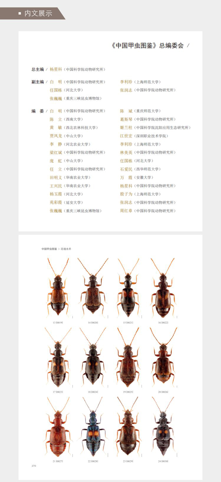 中国甲虫図鑑-隠翅虫科