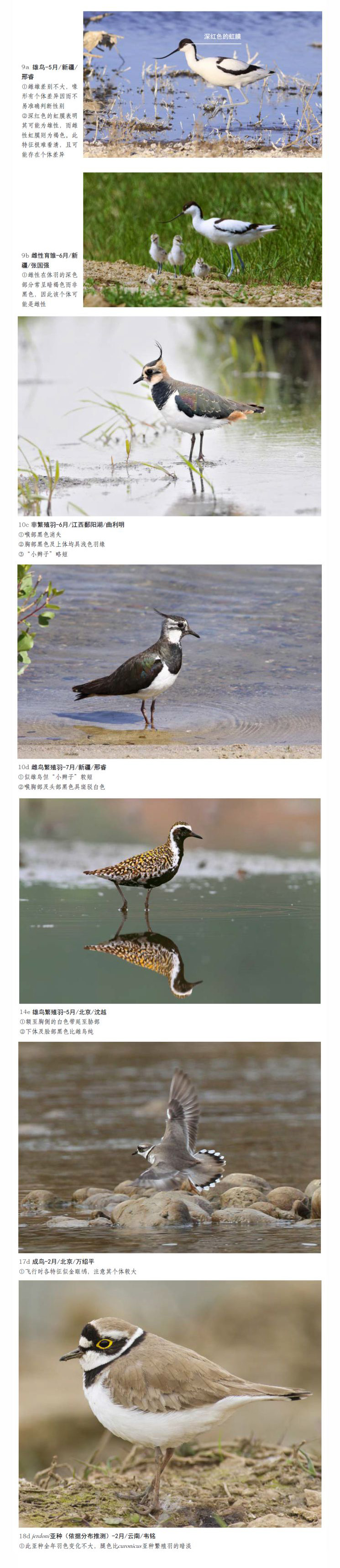 中国鳥類図鑑 猛禽版
