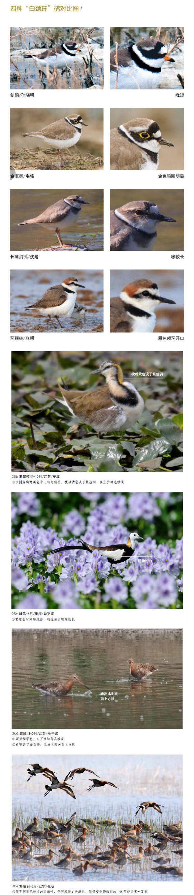 中国鳥類図鑑 猛禽版
